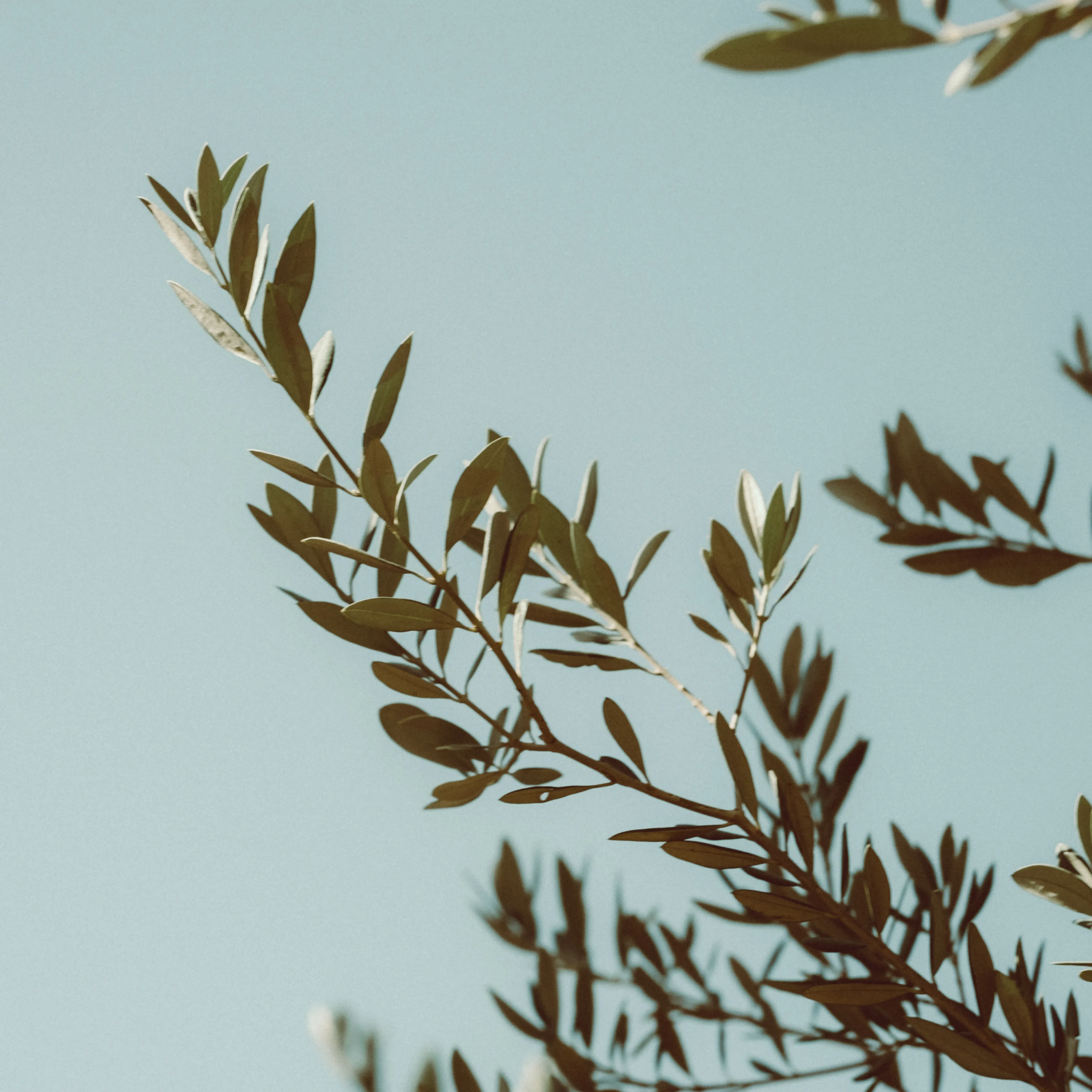 An olive branch silhouetted against the sky