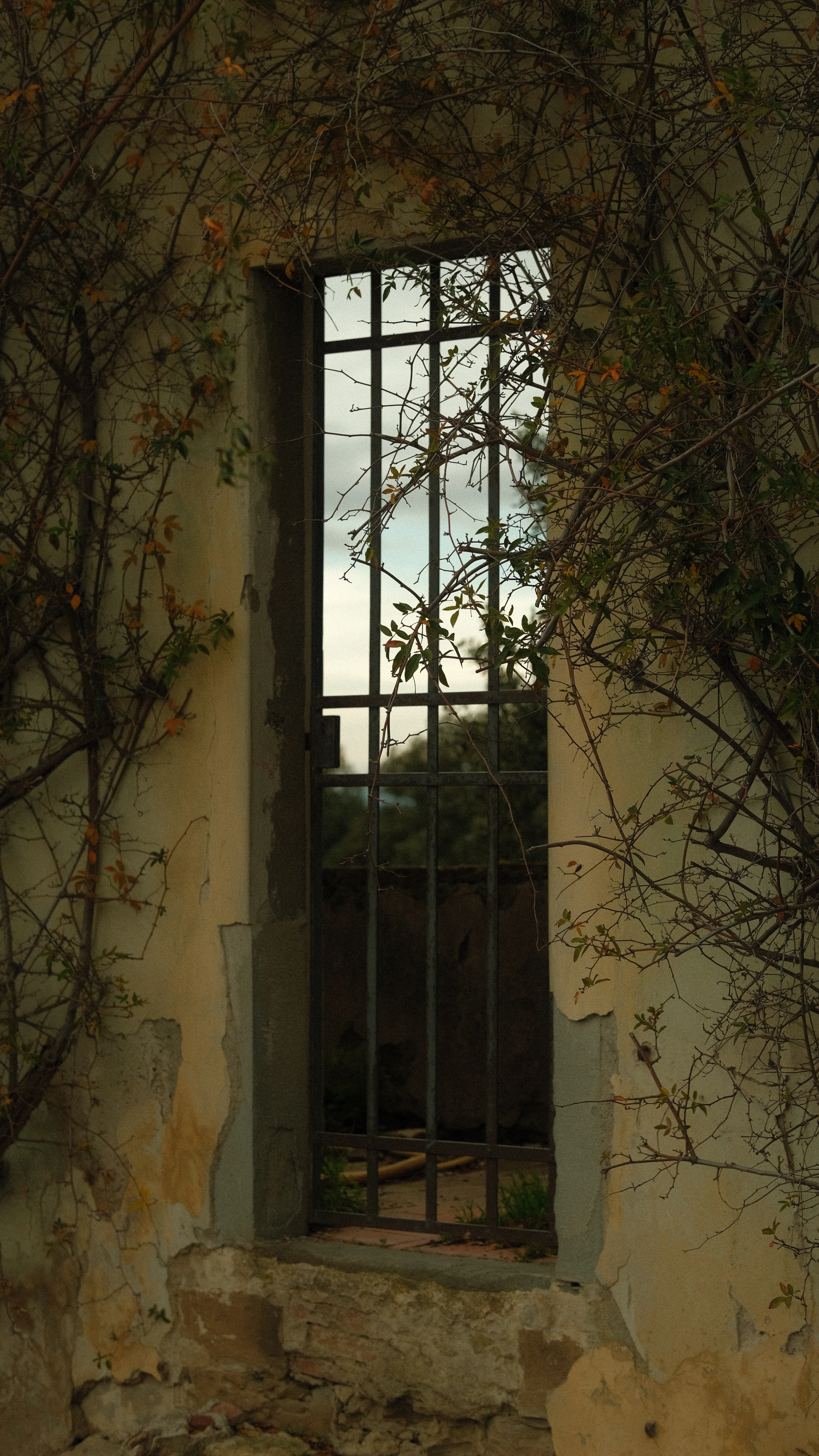 A narrow barred window overgrown with bare vines, set into a weathered ochre wall